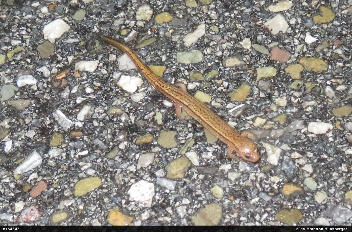 Northern Two-lined Salamander