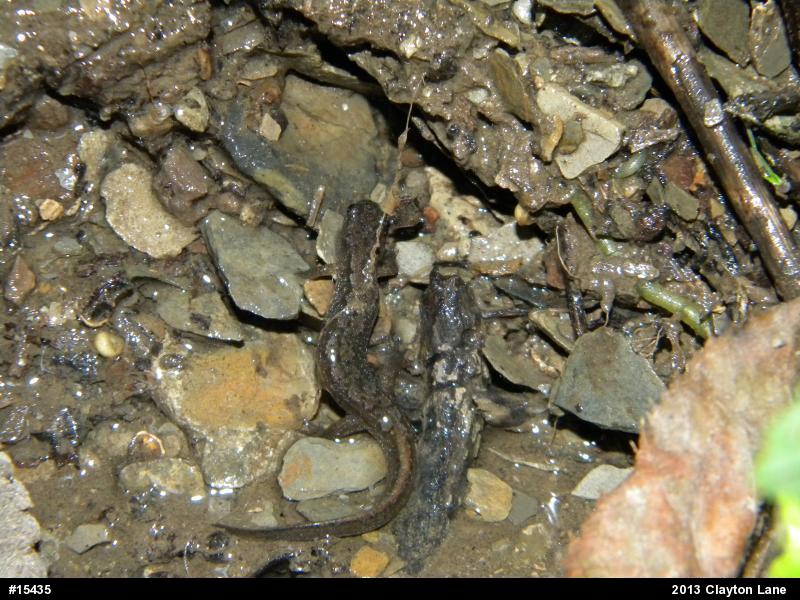 Northern Dusky Salamander