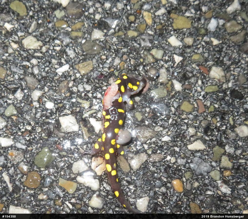 Spotted Salamander