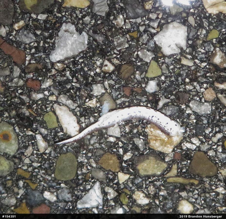 Four-toed Salamander