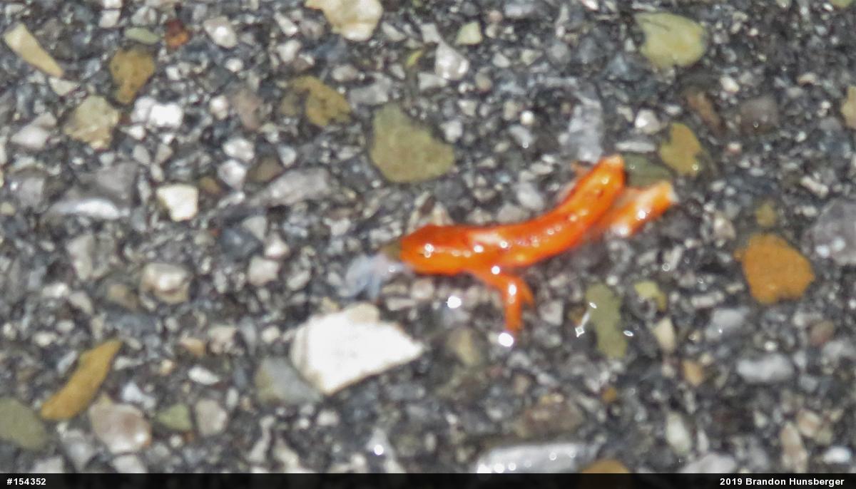 Red-spotted Newt