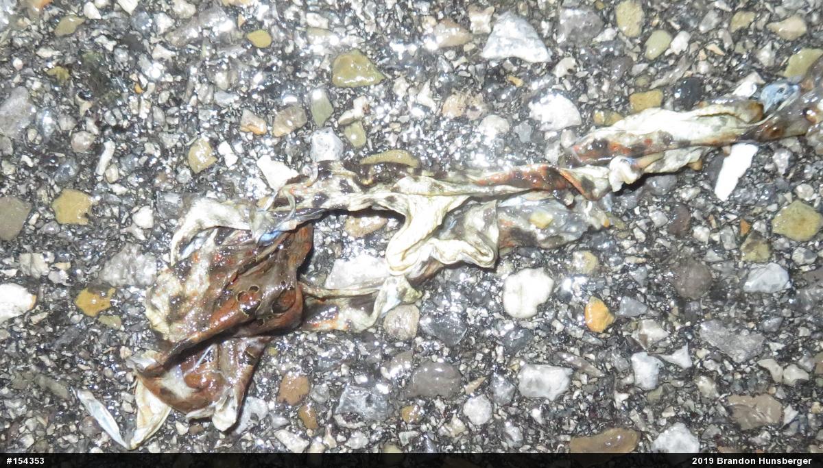 Eastern American Toad