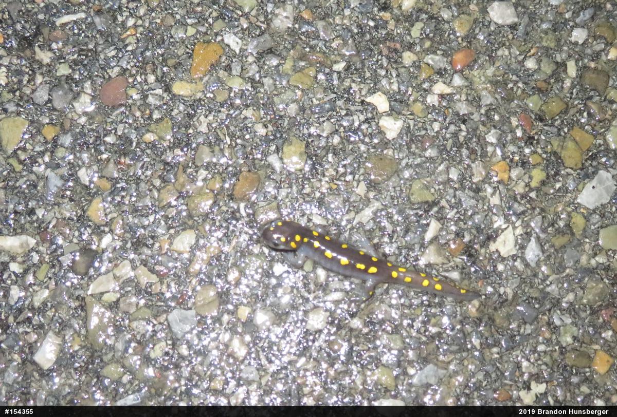 Spotted Salamander