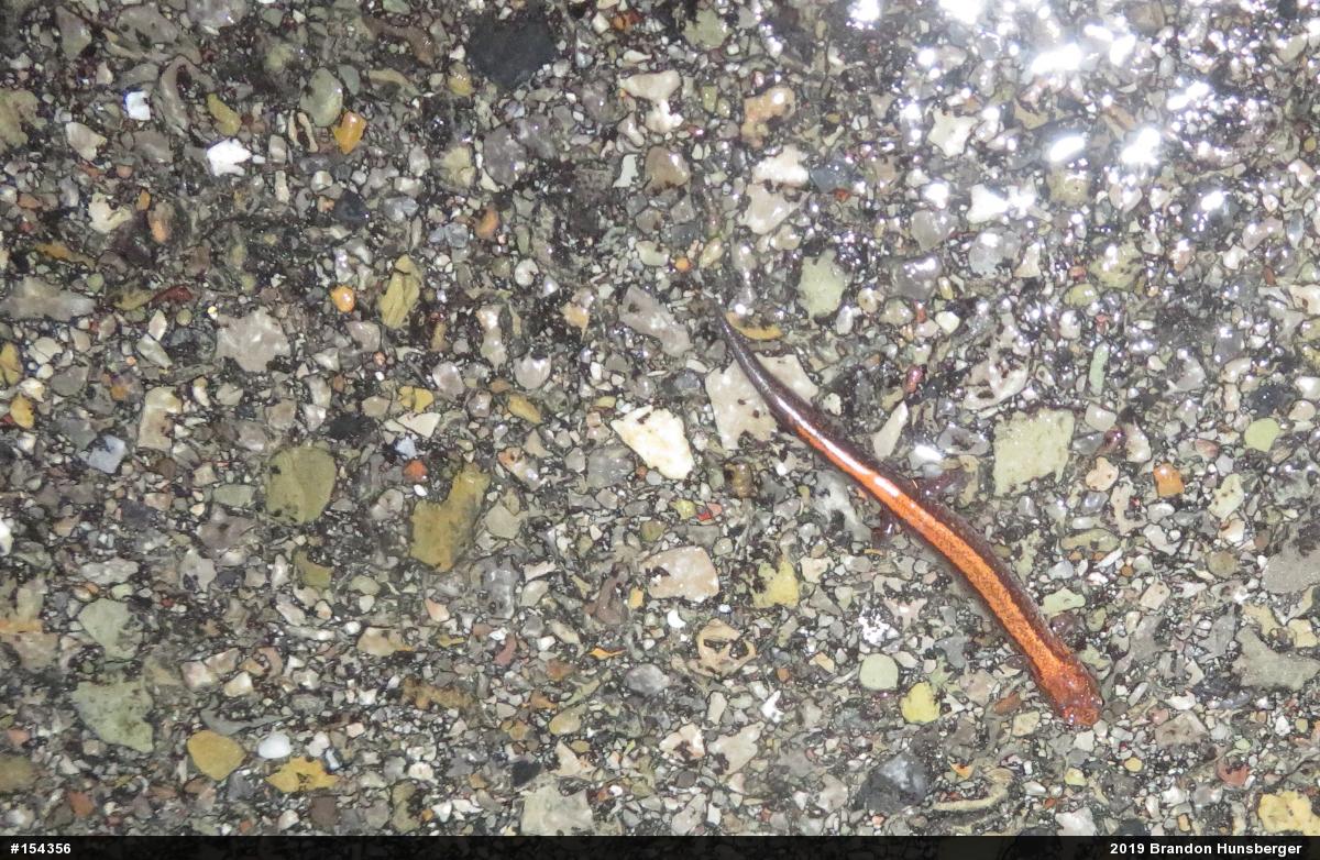 Eastern Red-backed  Salamander