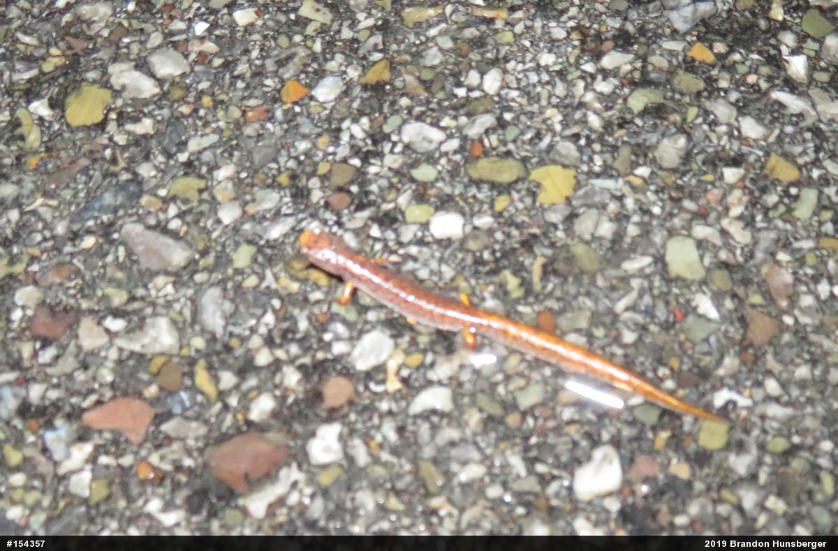 Four-toed Salamander