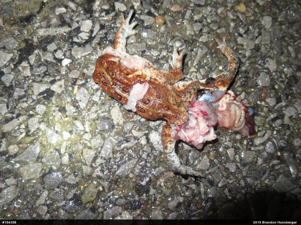 Eastern American Toad