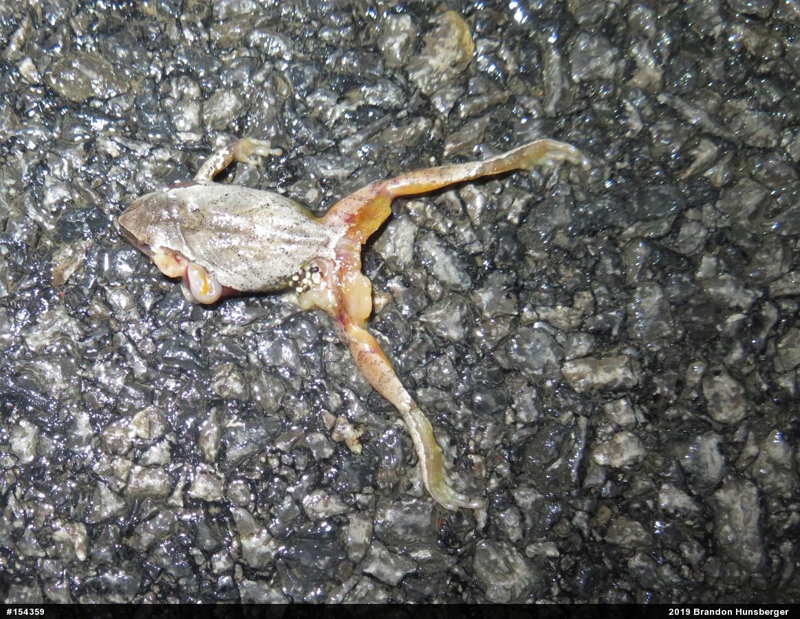 Spring Peeper