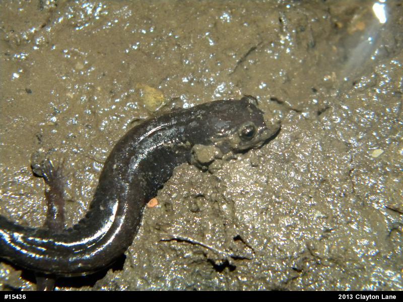 Northern Dusky Salamander