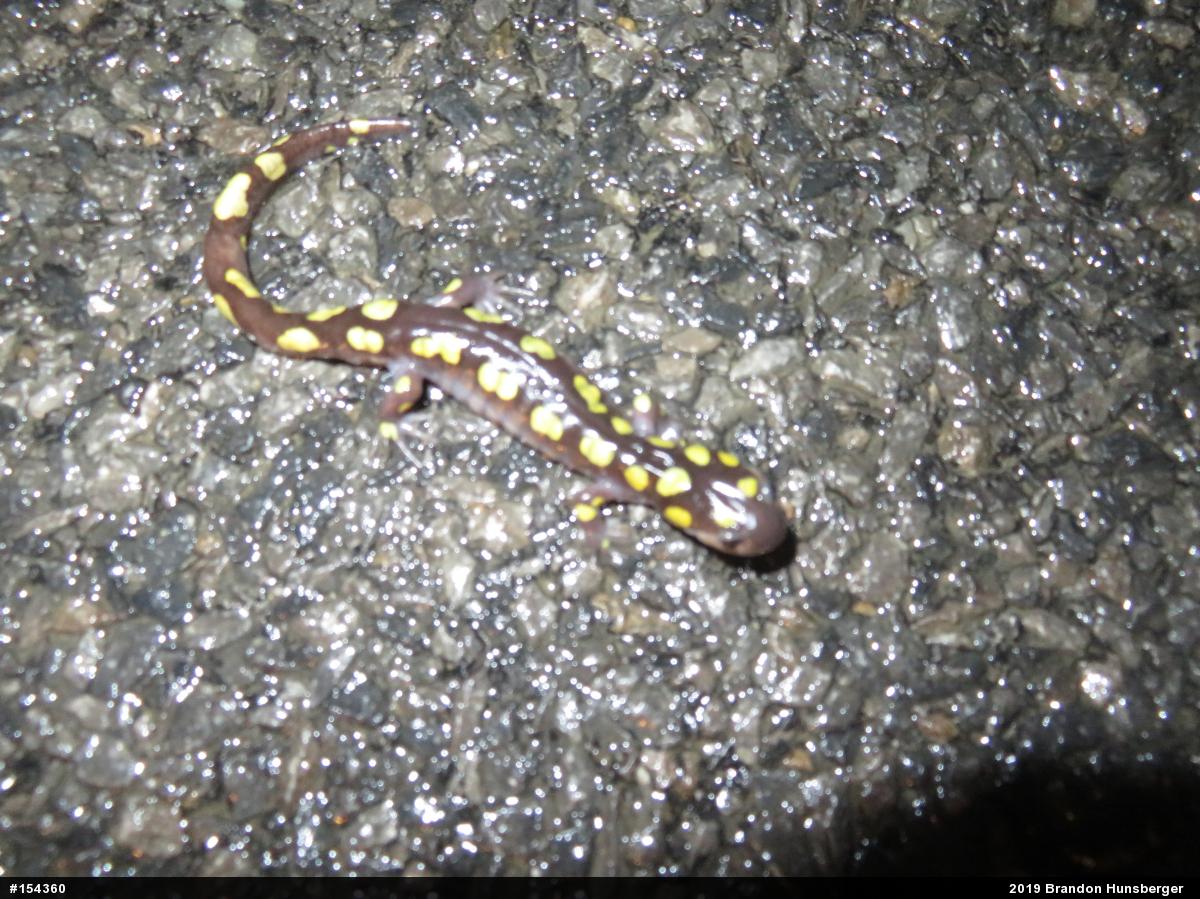 Spotted Salamander
