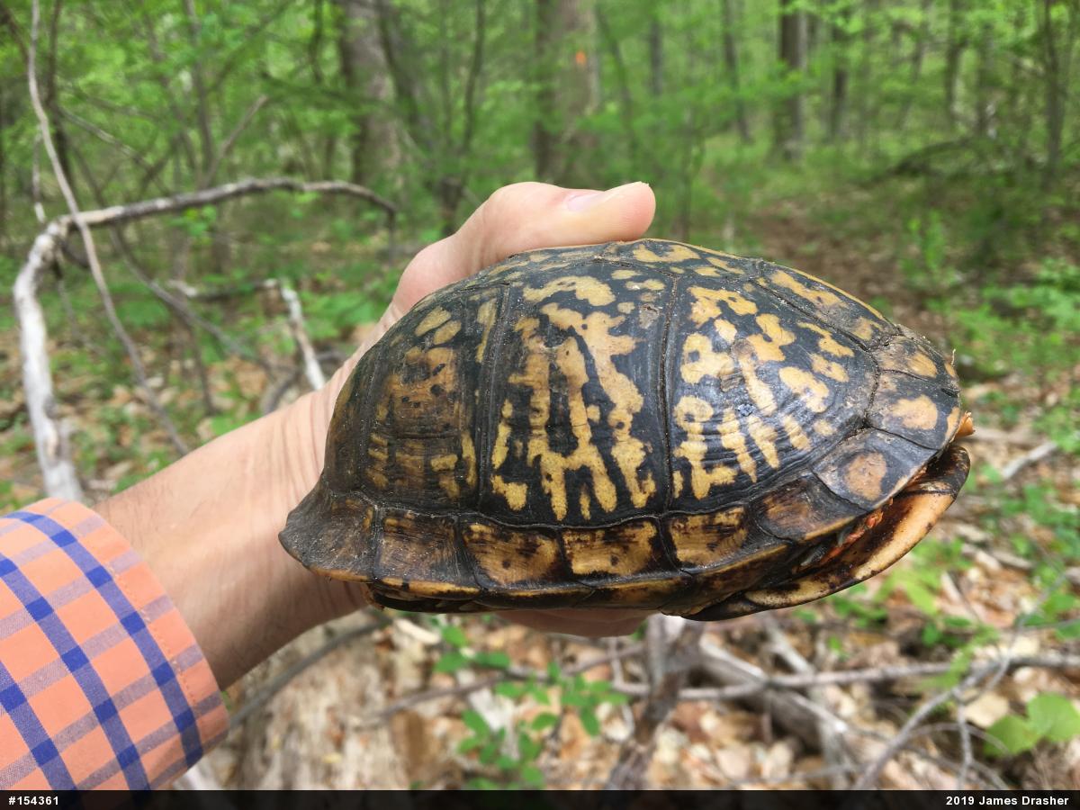 Eastern Box Turtle