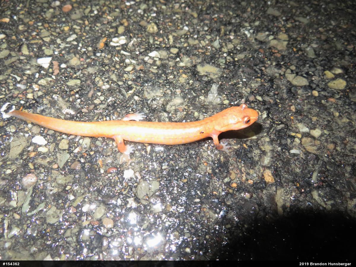 Northern Spring Salamander