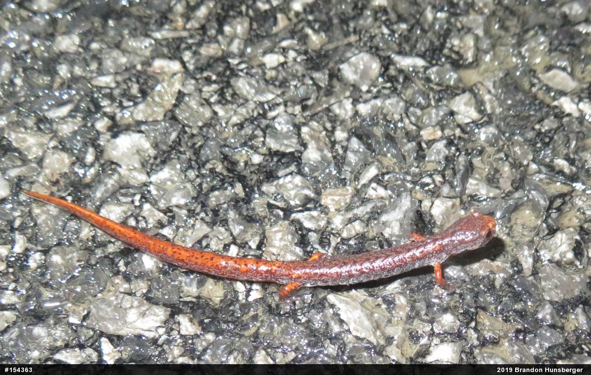 Four-toed Salamander