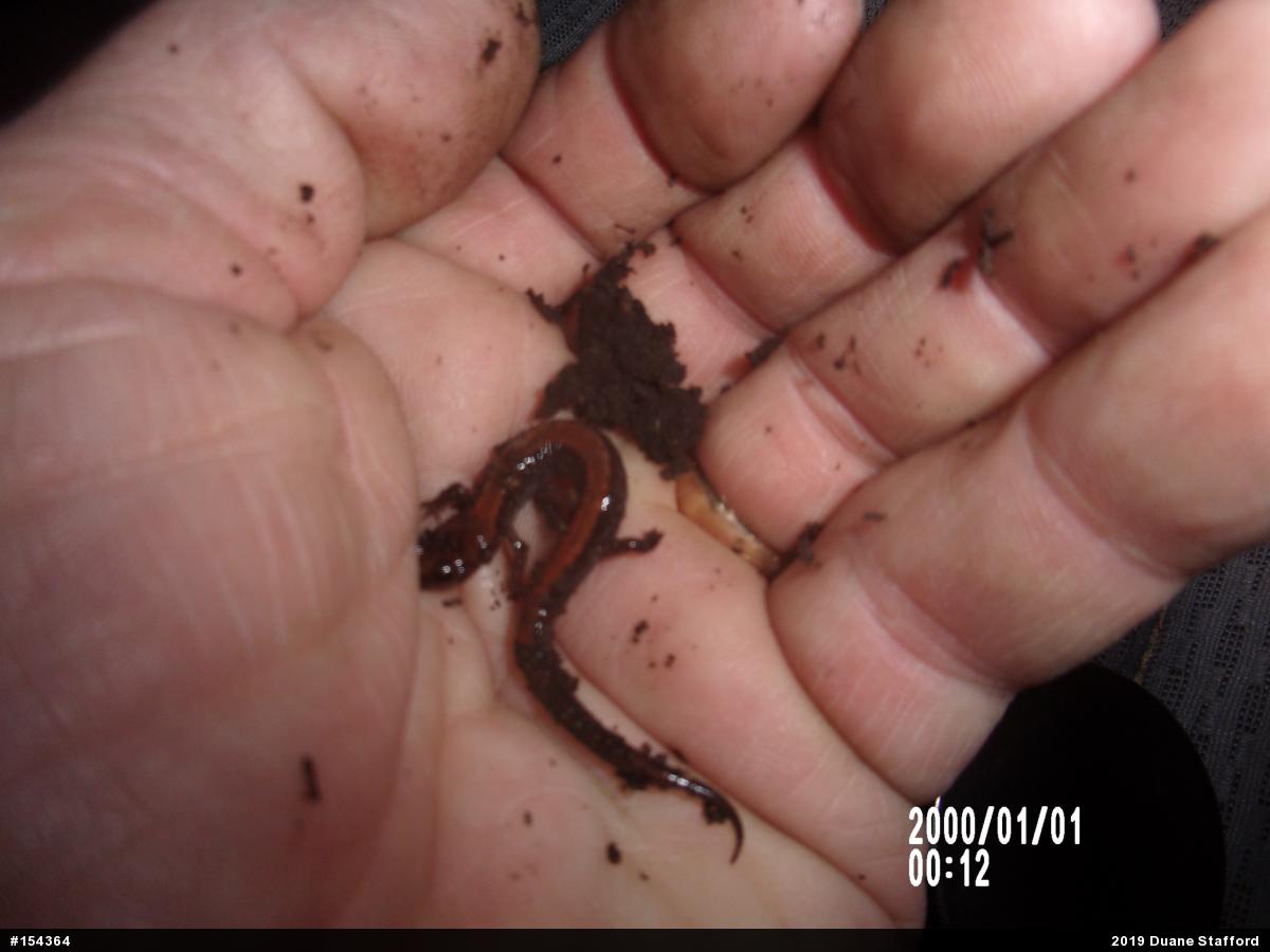 Eastern Red-backed  Salamander