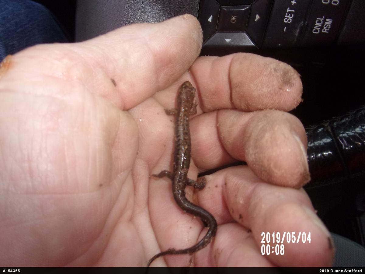 Allegheny Mountain Dusky Salamander