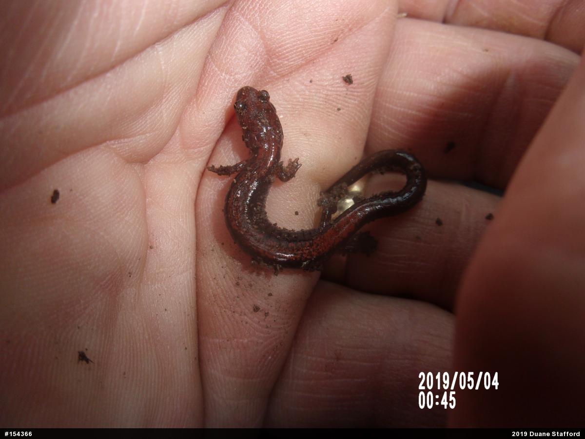 Eastern Red-backed  Salamander