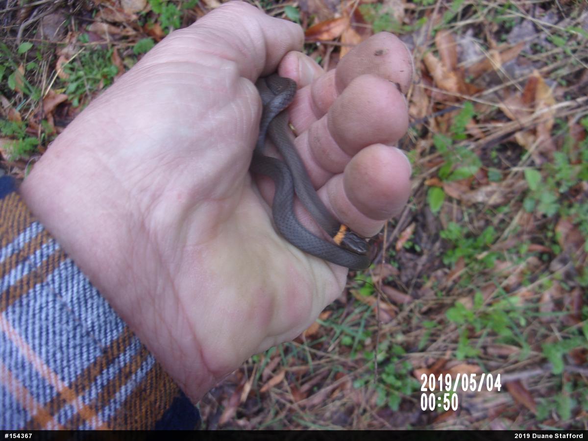 Northern Ring-necked Snake