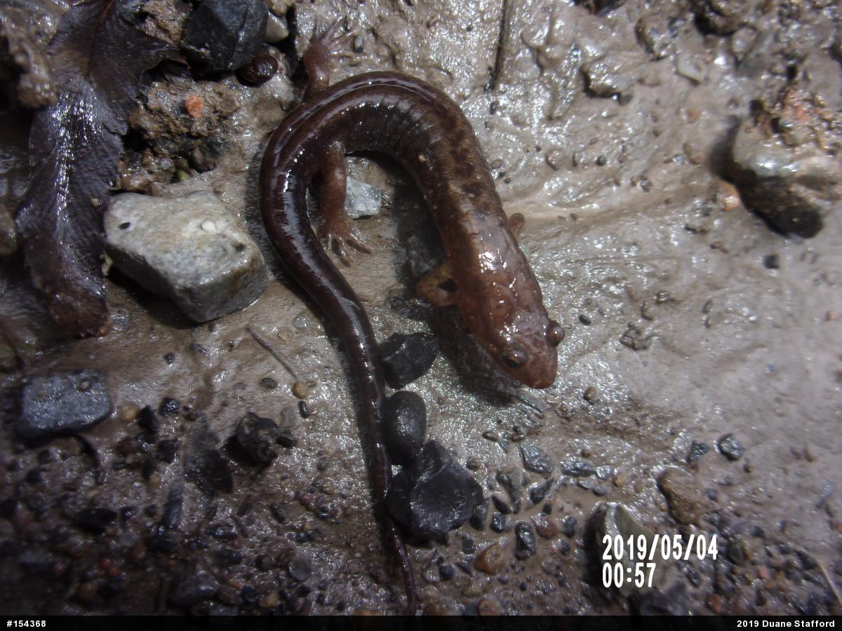 Allegheny Mountain Dusky Salamander