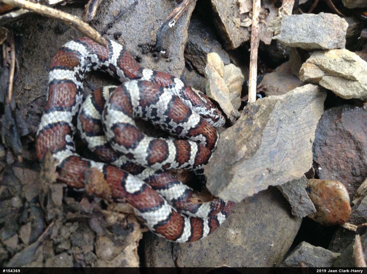 Eastern Milksnake