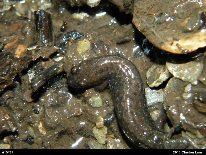 Northern Dusky Salamander