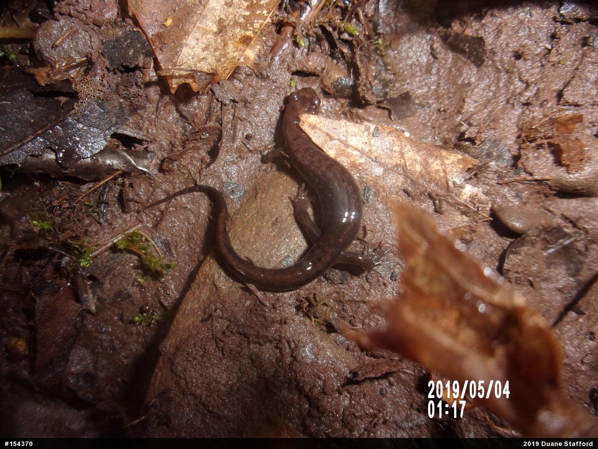 Allegheny Mountain Dusky Salamander