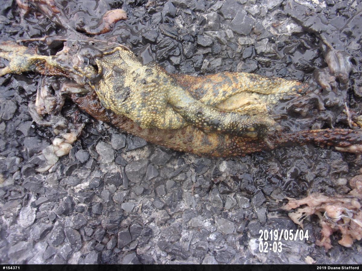 Eastern American Toad