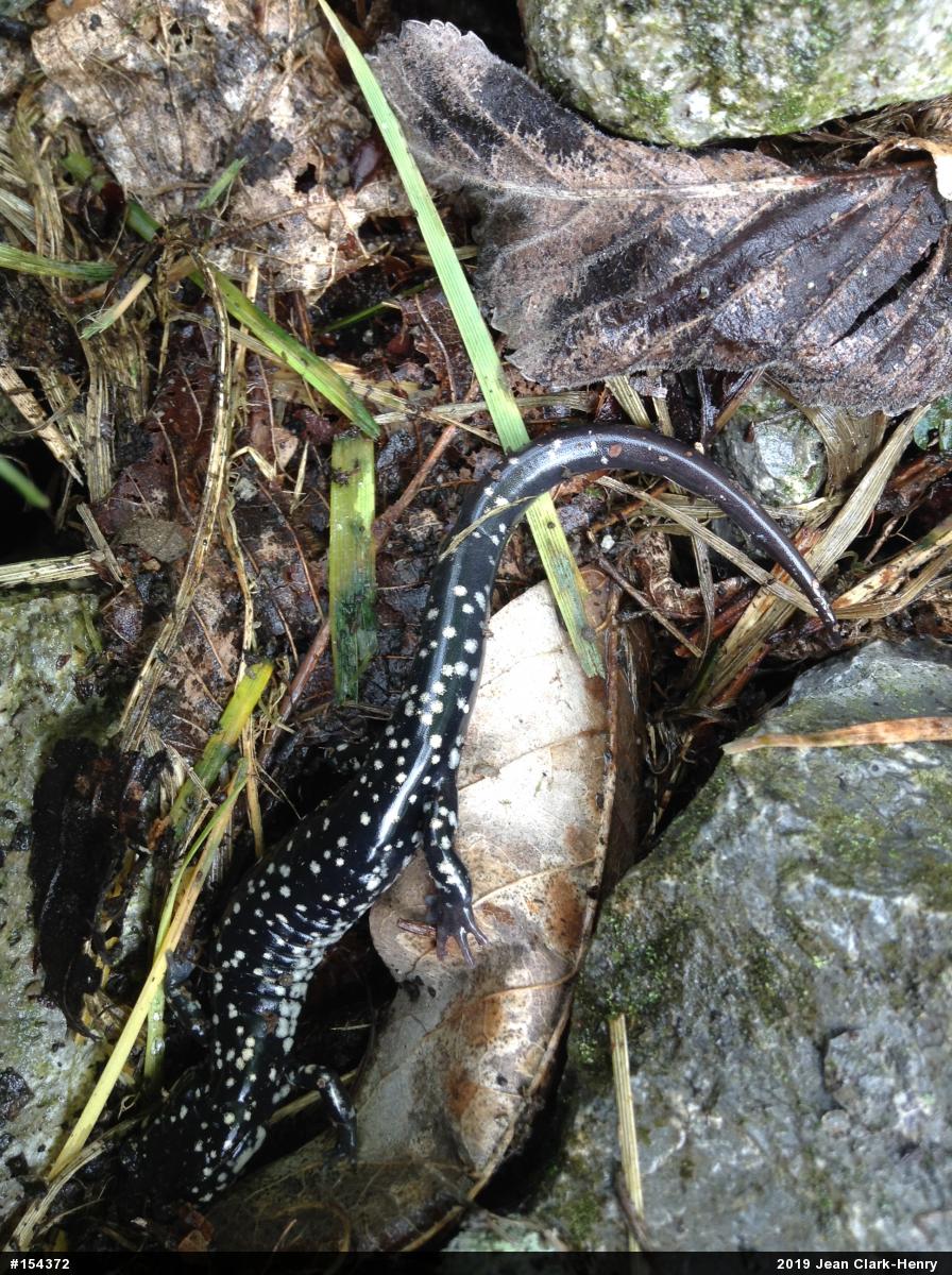 Northern Slimy Salamander