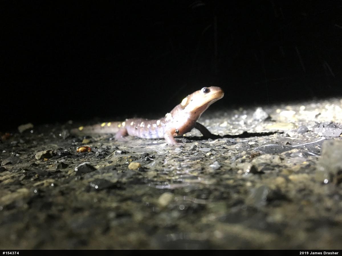 Spotted Salamander