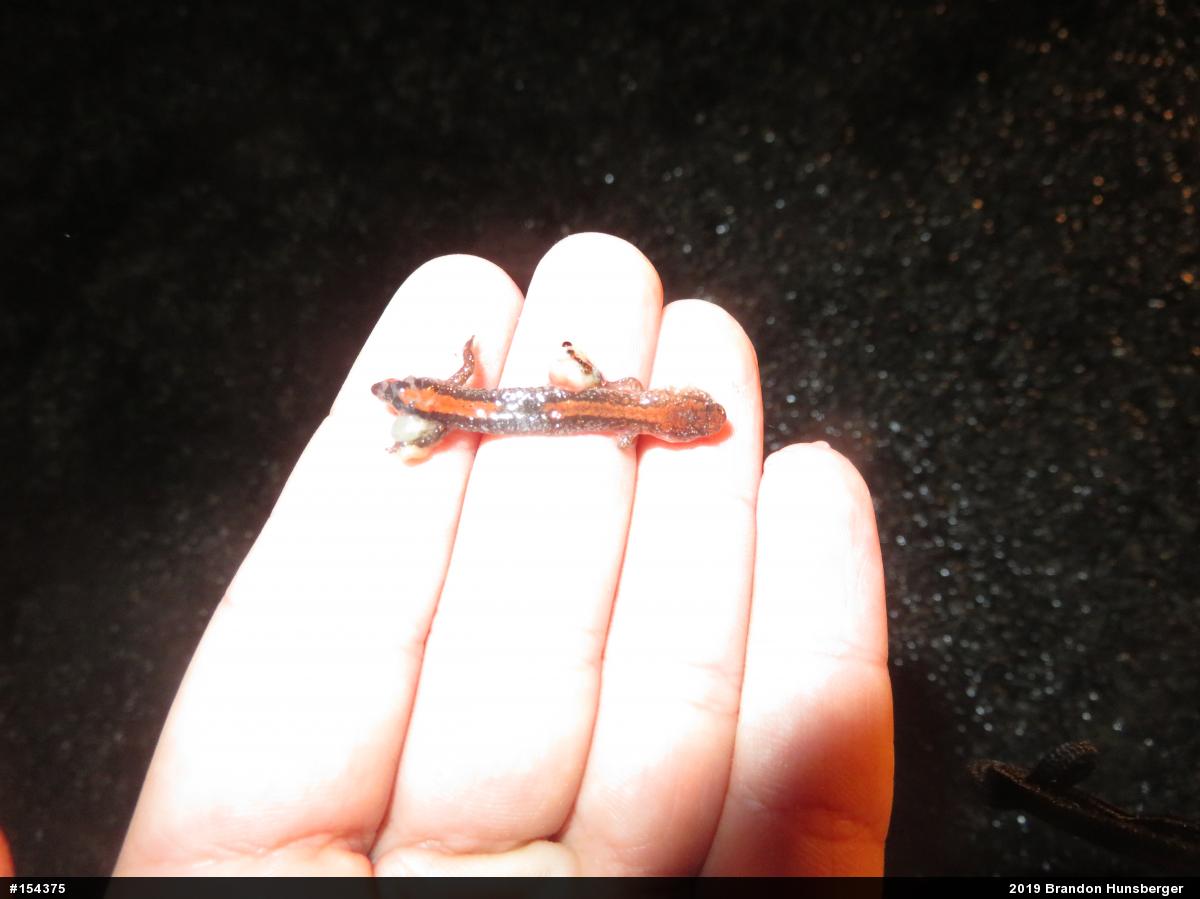 Eastern Red-backed  Salamander