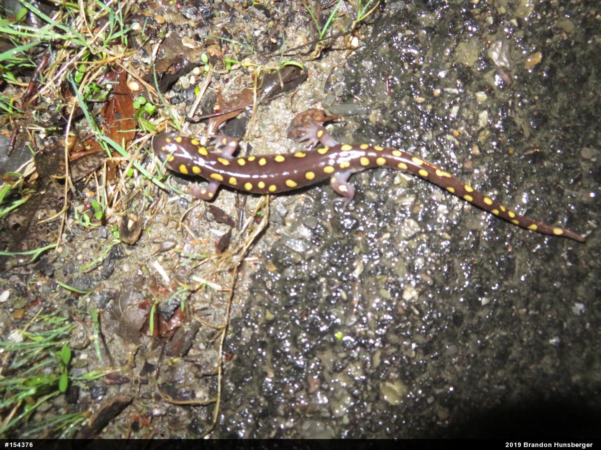 Spotted Salamander