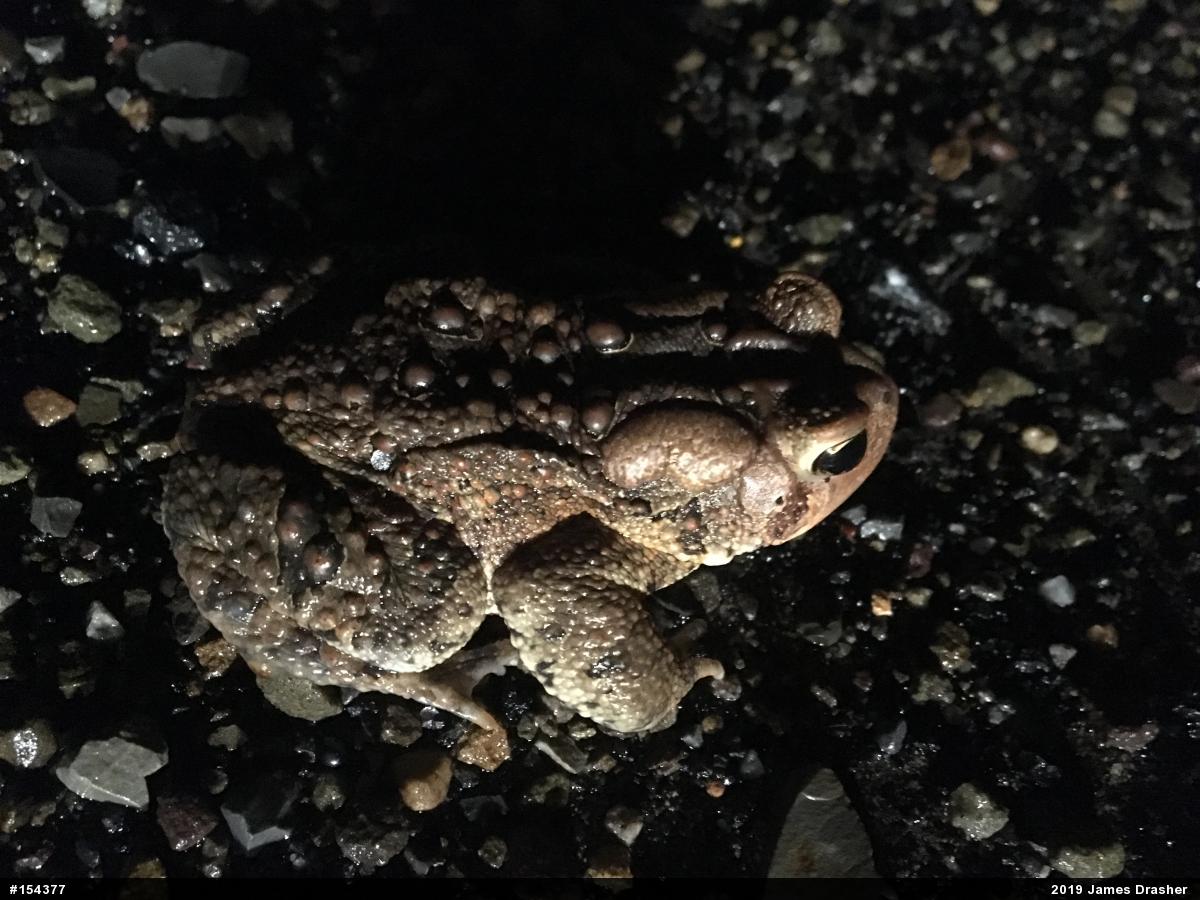 Eastern American Toad