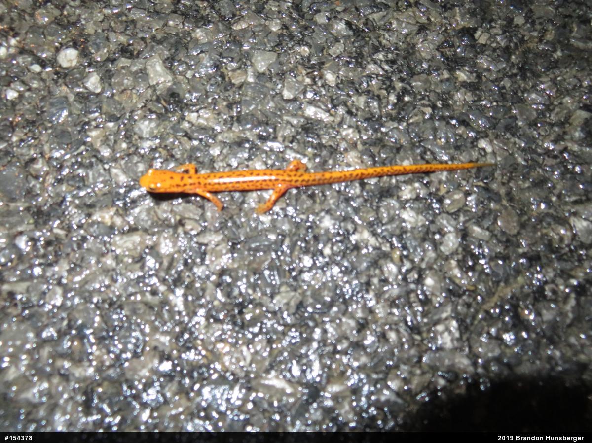 Eastern Long-tailed Salamander
