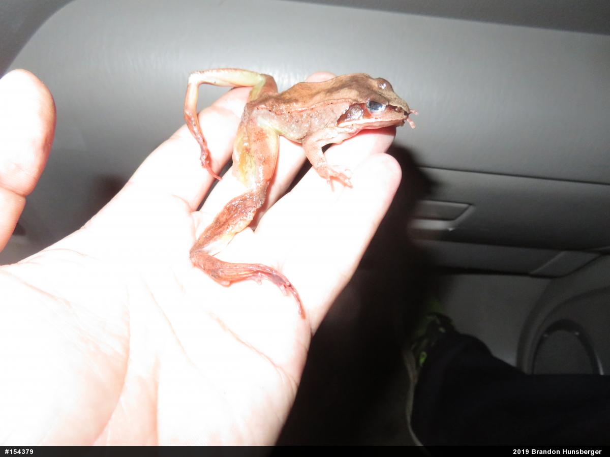 Wood Frog