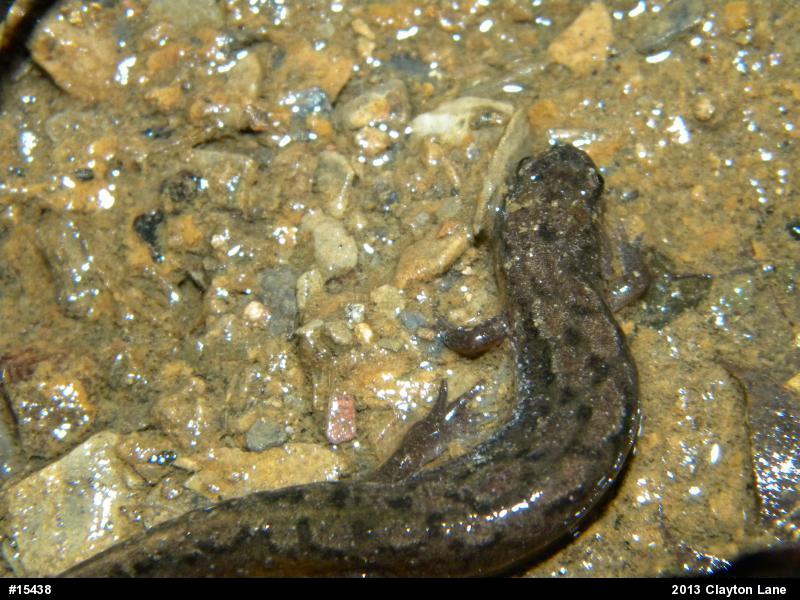 Northern Dusky Salamander