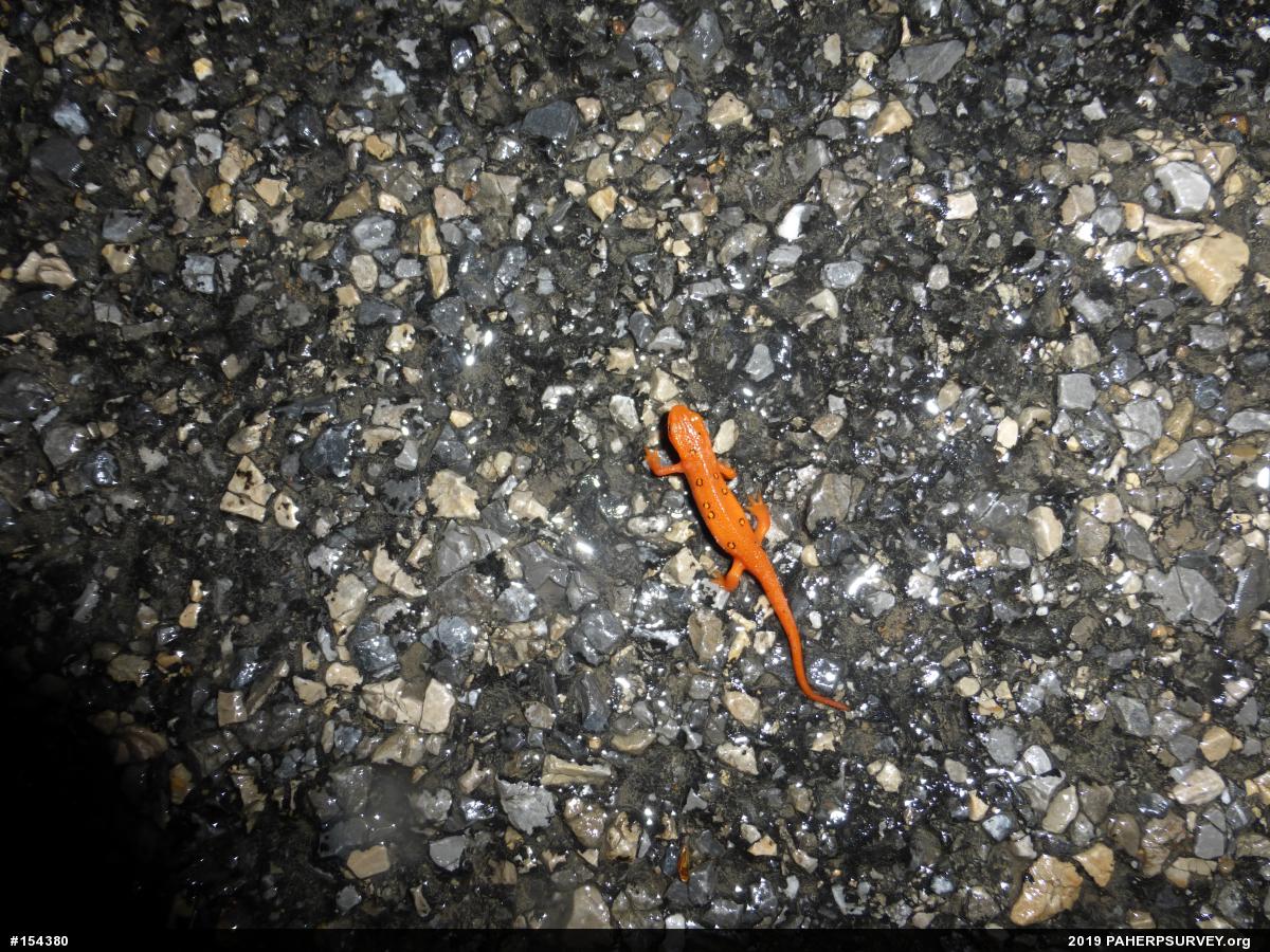 Red-spotted Newt