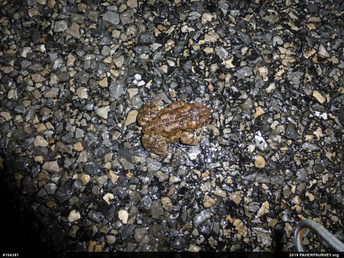 Eastern American Toad