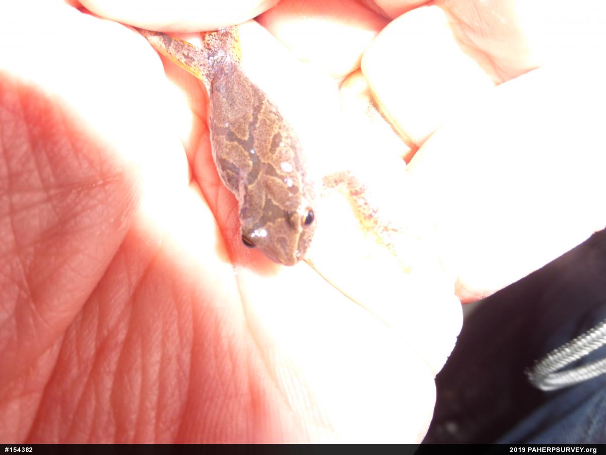 Spring Peeper