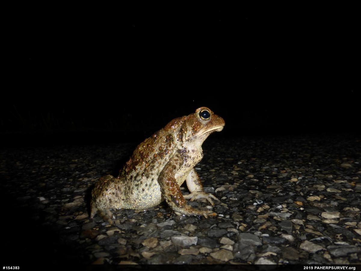 Eastern American Toad