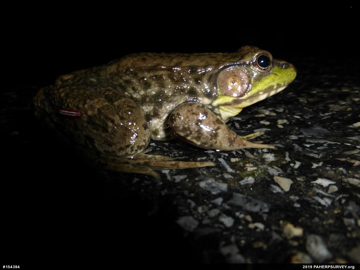 Green Frog