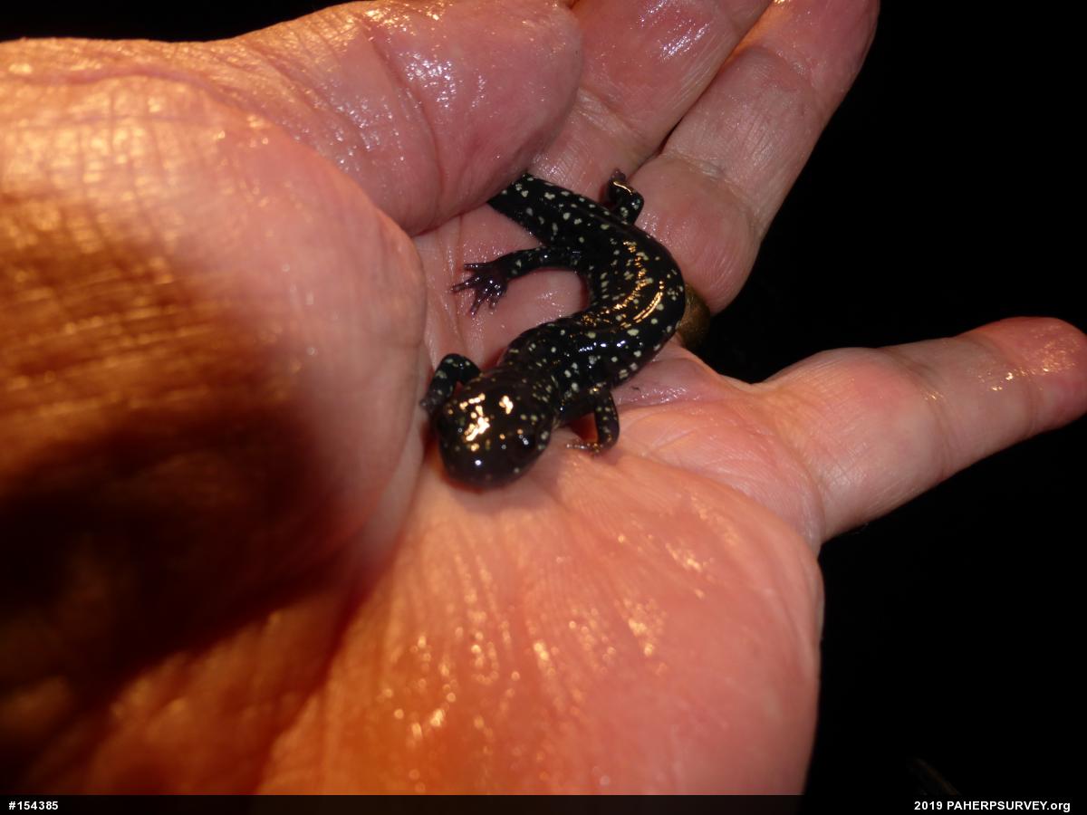 Northern Slimy Salamander