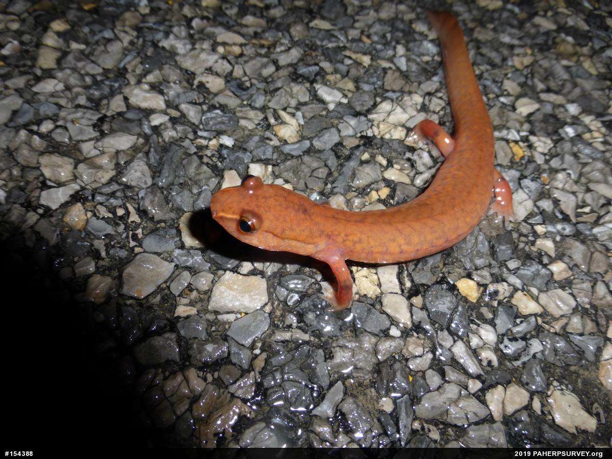 Northern Spring Salamander