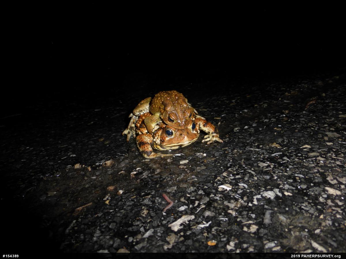Eastern American Toad
