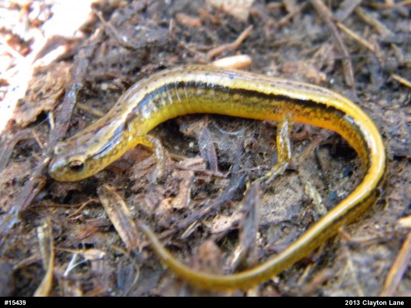 Northern Two-lined Salamander