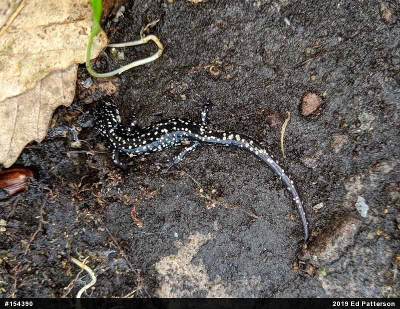 Northern Slimy Salamander