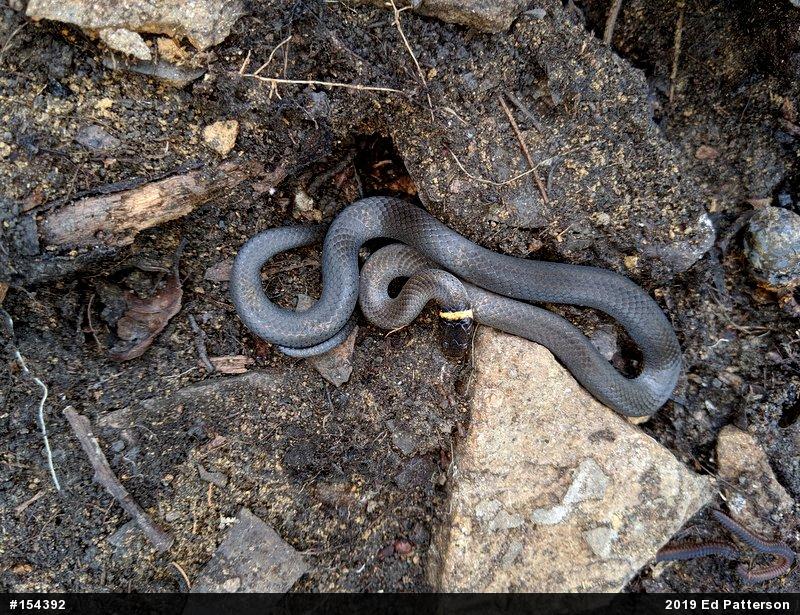 Northern Ring-necked Snake