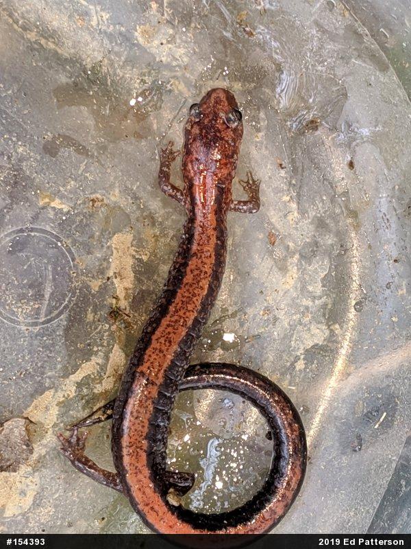 Eastern Red-backed  Salamander