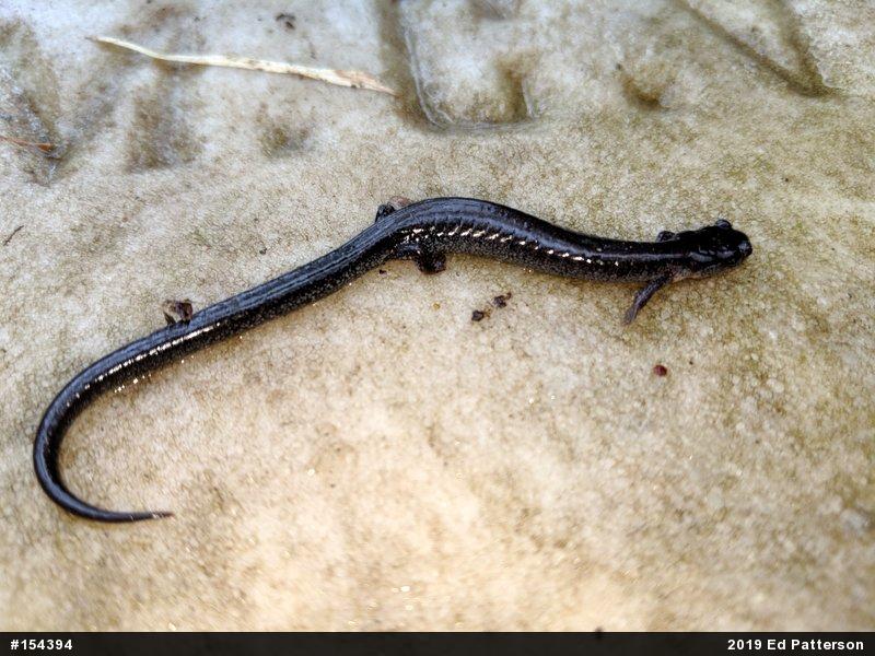 Valley And Ridge Salamander