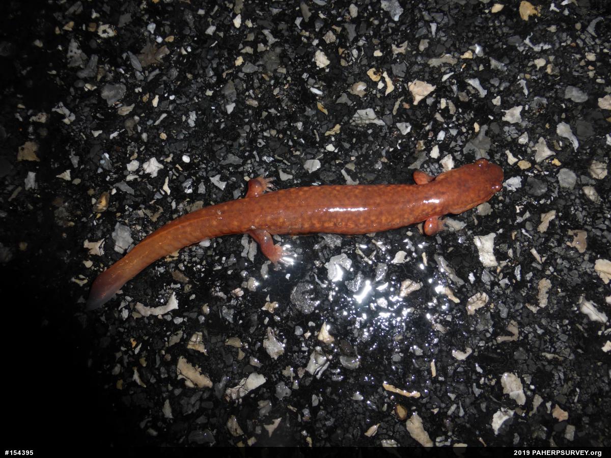 Northern Spring Salamander