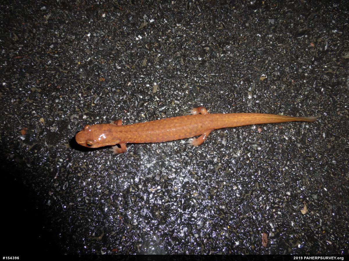 Northern Spring Salamander