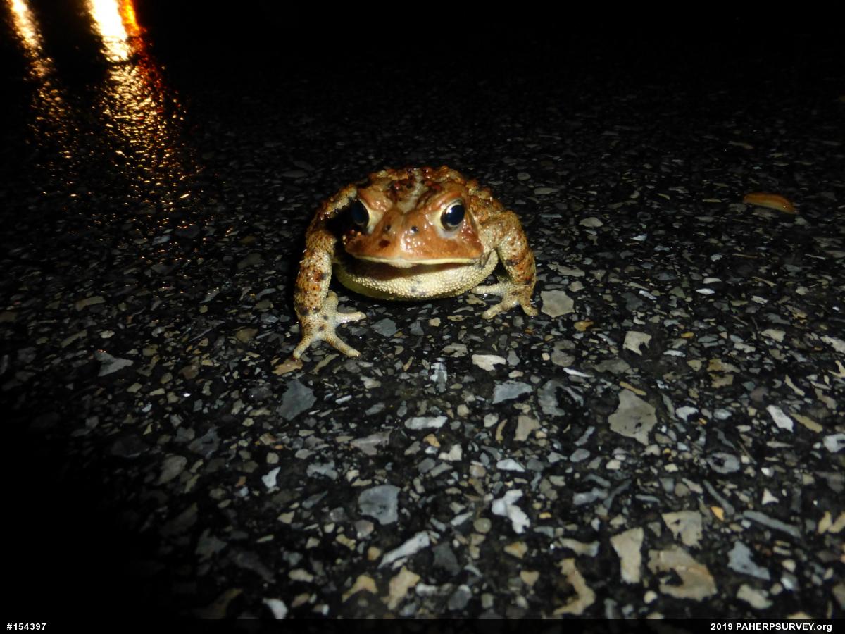 Eastern American Toad