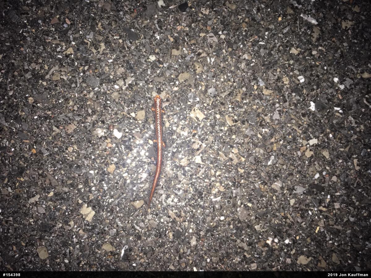 Four-toed Salamander